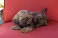 Bean, a male Shih Tzu for sale in Oakley, CA – 6 of 6