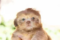 Bambi, a female Shih Tzu for sale in Oakley, CA – 4 of 5