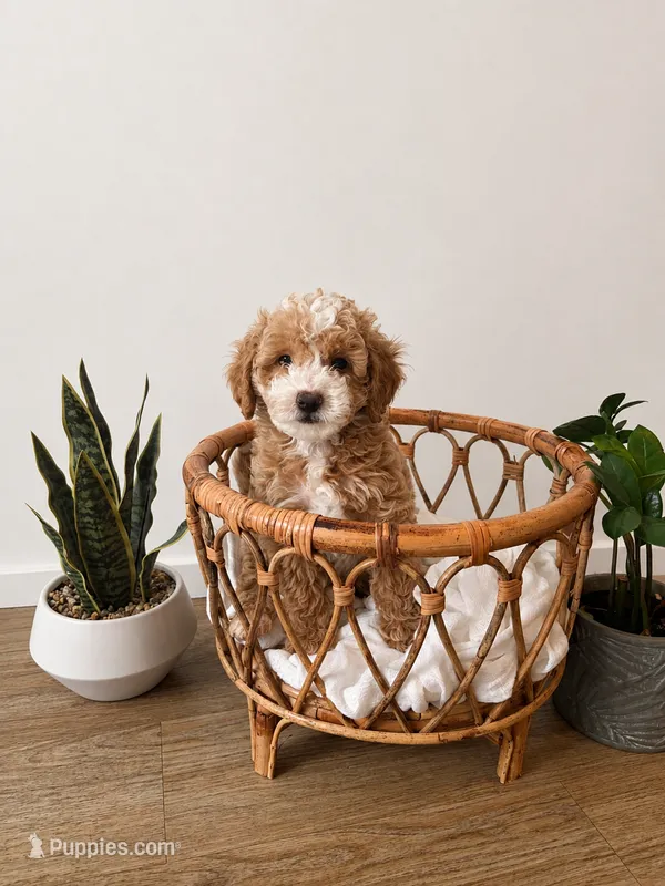 Forky – Miniature Goldendoodle puppy for sale in Salt Lake City, UT
