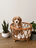 Forky, a male Miniature Goldendoodle for sale in Salt Lake City, UT – 1 of 1