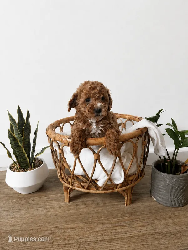  Bonnie – Miniature Goldendoodle puppy for sale in Salt Lake City, UT