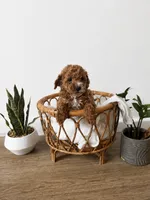  Bonnie, a female Miniature Goldendoodle for sale in Salt Lake City, UT – 1 of 1