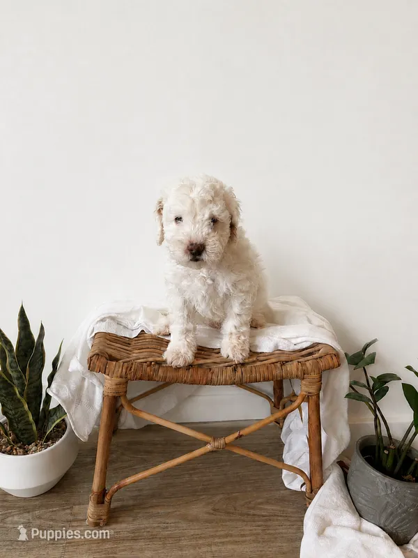 Buzz – Miniature Goldendoodle puppy for sale in Salt Lake City, UT