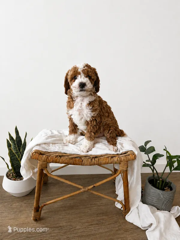 Andy – Miniature Goldendoodle puppy for sale in Salt Lake City, UT