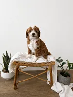 Andy, a male Miniature Goldendoodle for sale in Salt Lake City, UT – 1 of 1