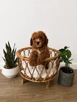 Bullseye, a male Miniature Goldendoodle for sale in Salt Lake City, UT – 1 of 1