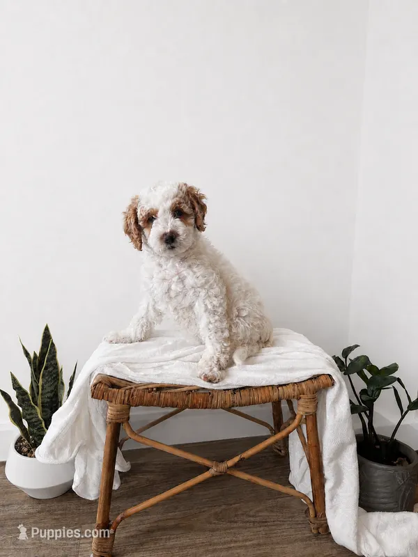 Jesse – Miniature Goldendoodle puppy for sale in Salt Lake City, UT