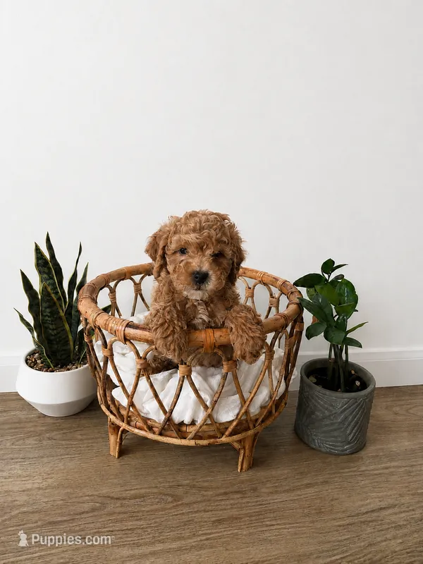 BoPeep – Miniature Goldendoodle puppy for sale in Salt Lake City, UT