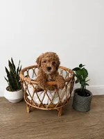BoPeep, a female Miniature Goldendoodle for sale in Salt Lake City, UT – 1 of 1