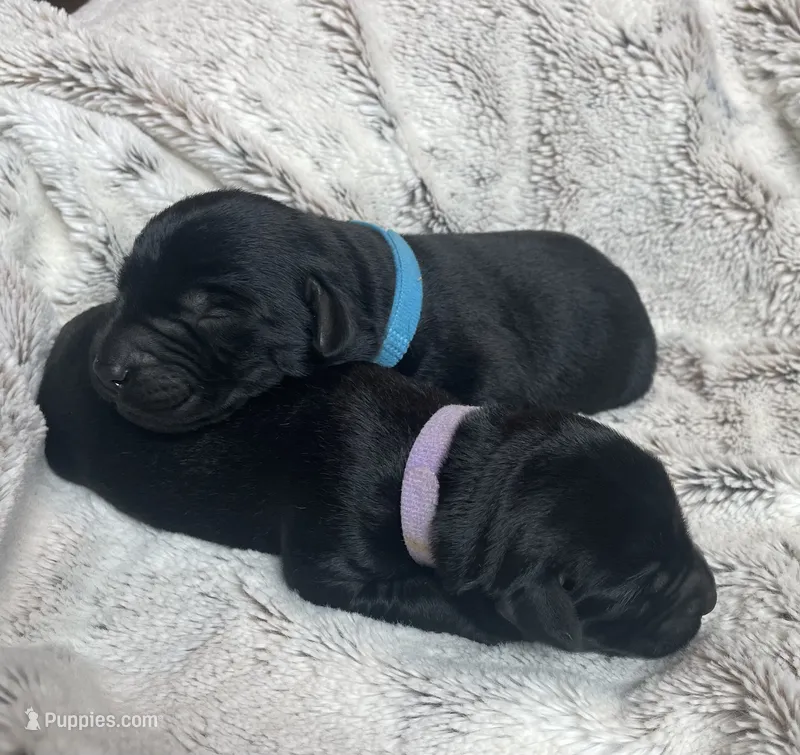 Blu - Light Blue Collar – Labrador Retriever puppy for sale in Parkston, SD