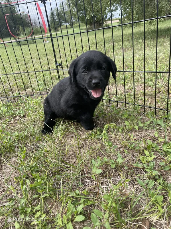 Diamond - Light Purple Collar – Labrador Retriever puppy for sale in Parkston, SD
