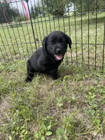 Diamond - Light Purple Collar, a female Labrador Retriever for sale in Parkston, SD – 1 of 3