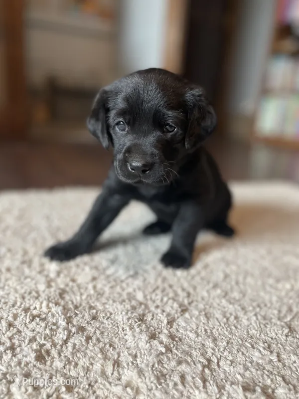Java - Light Pink Collar – Labrador Retriever puppy for sale in Parkston, SD