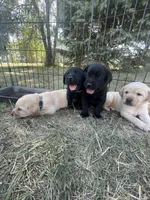 Diamond - Light Purple Collar, a female Labrador Retriever for sale in Parkston, SD – 2 of 3
