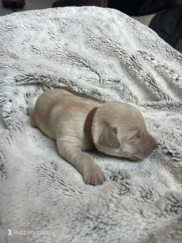 Roger - Brown collar – Labrador Retriever puppy for sale in Parkston, SD