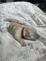 Roger - Brown collar, a male Labrador Retriever for sale in Parkston, SD – 1 of 1