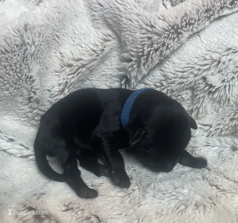 Jax - Blue Collar – Labrador Retriever puppy for sale in Parkston, SD