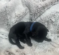Jax - Blue Collar, a male Labrador Retriever for sale in Parkston, SD – 1 of 1