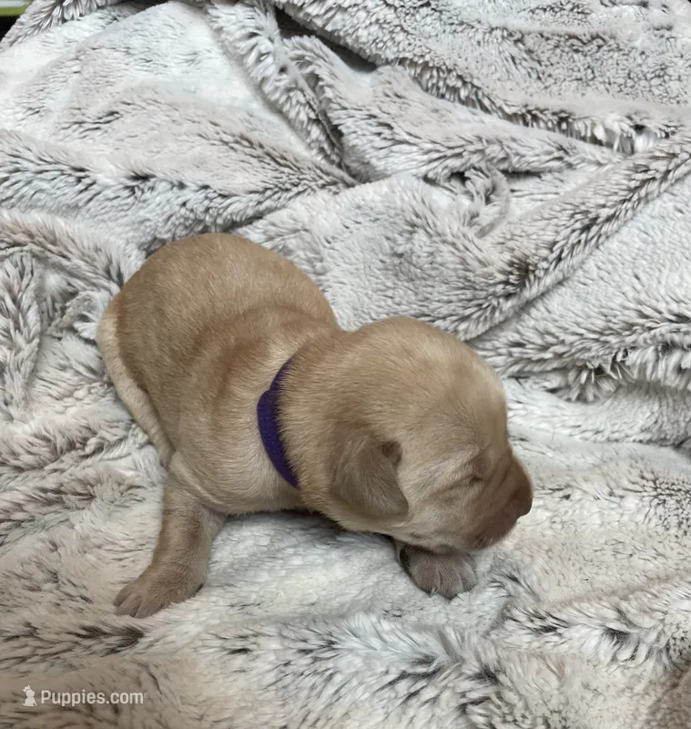 Latte - Dark Purple Collar – Labrador Retriever puppy for sale in Parkston, SD