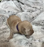 Latte - Dark Purple Collar, a female Labrador Retriever for sale in Parkston, SD – 1 of 1