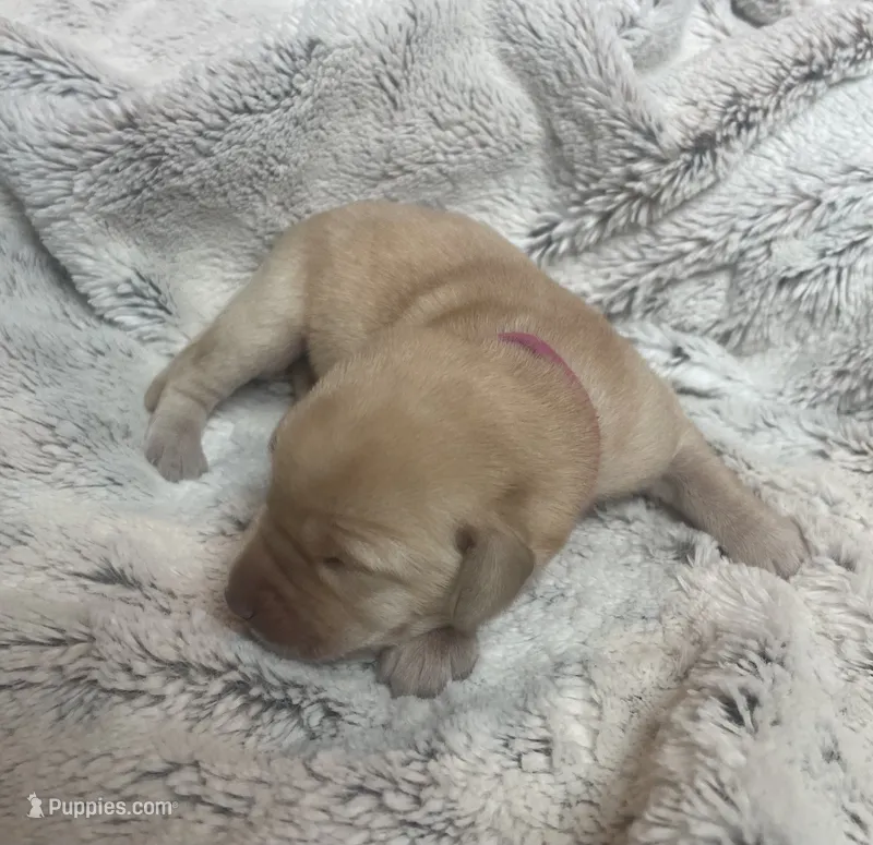Carmel - Dark Pink Collar – Labrador Retriever puppy for sale in Parkston, SD