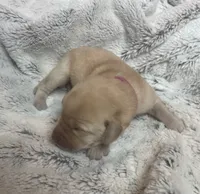 Carmel - Dark Pink Collar, a female Labrador Retriever for sale in Parkston, SD – 1 of 1