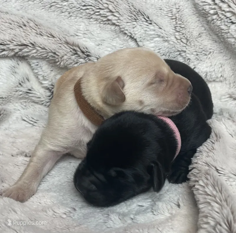 Java - Light Pink Collar – Labrador Retriever puppy for sale in Parkston, SD