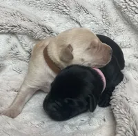 Java - Light Pink Collar, a female Labrador Retriever for sale in Parkston, SD – 1 of 1