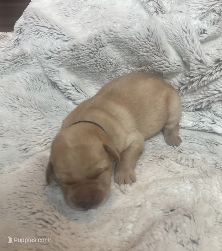 Stormy - Black Collar – Labrador Retriever puppy for sale in Parkston, SD