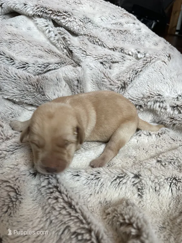 Falcon - Dark Gray collar – Labrador Retriever puppy for sale in Parkston, SD