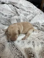 Falcon - Dark Gray collar, a male Labrador Retriever for sale in Parkston, SD – 1 of 1