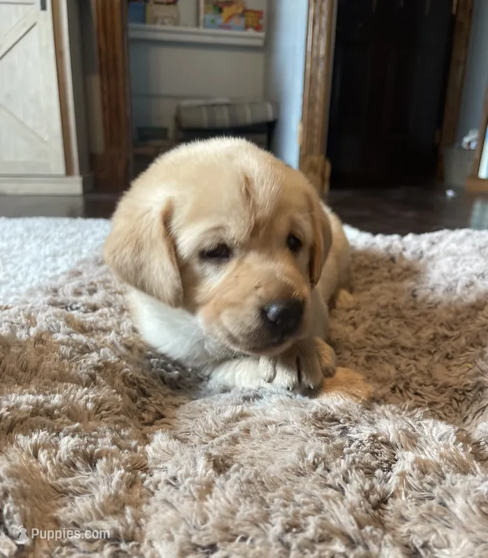 Roger - Brown collar – Labrador Retriever puppy for sale in Parkston, SD