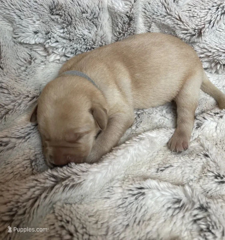 Areo - Gray Collar – Labrador Retriever puppy for sale in Parkston, SD