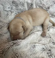 Areo - Gray Collar, a male Labrador Retriever for sale in Parkston, SD – 1 of 1