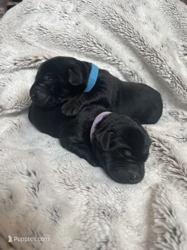 Diamond - Light Purple collar – Labrador Retriever puppy for sale in Parkston, SD