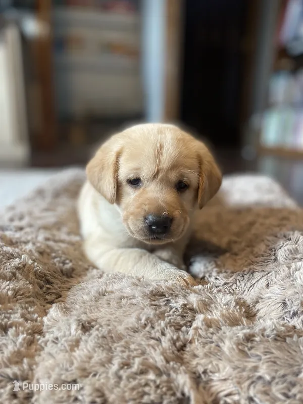 Ginger - Red Collar – Labrador Retriever puppy for sale in Parkston, SD