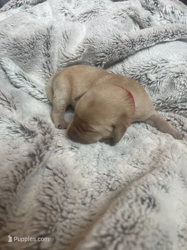 Ginger - Red Collar – Labrador Retriever puppy for sale in Parkston, SD