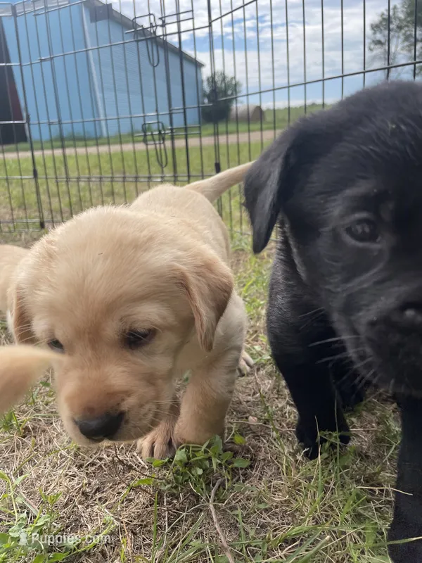 Carmel - Dark Pink Collar – Labrador Retriever puppy for sale in Parkston, SD