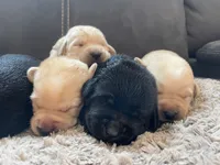 Diamond - Light Purple Collar, a female Labrador Retriever for sale in Parkston, SD – 3 of 3