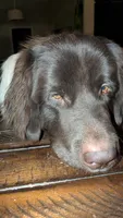 Chewbacca, a male Newfoundland for sale in Henderson, NV – 7 of 10
