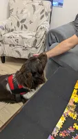 Chewbacca, a male Newfoundland for sale in Henderson, NV – 10 of 10
