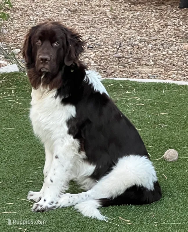 Chewbacca – Newfoundland puppy for sale in Henderson, NV