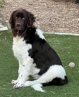 Chewbacca, a male Newfoundland for sale in Henderson, NV – 1 of 10
