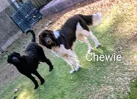 Chewbacca, a male Newfoundland for sale in Henderson, NV – 2 of 10