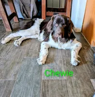 Chewbacca, a male Newfoundland for sale in Henderson, NV – 6 of 10