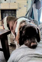 Chewbacca, a male Newfoundland for sale in Henderson, NV – 3 of 10