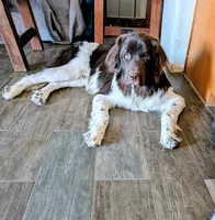 Chewbacca, a male Newfoundland for sale in Henderson, NV – 5 of 10