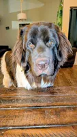 Chewbacca, a male Newfoundland for sale in Henderson, NV – 8 of 10