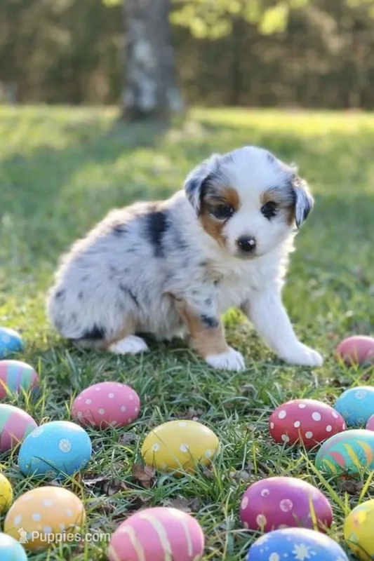 Peep – Australian Shepherd puppy for sale in Howardsville, VA