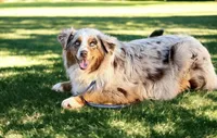 Cadbury, a male Australian Shepherd for sale in Howardsville, VA – Photo 6 of 7